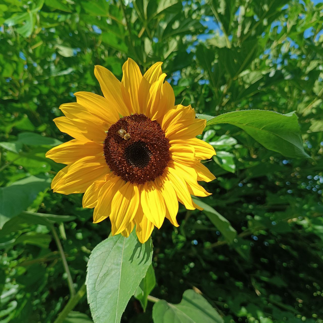 Lughnasadh Treffen am 01. August 2025